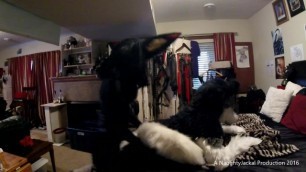 Othieno Humps a Husky