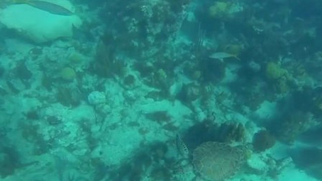 GAYPORNFILE COM BrentEverett A Caribbean Underwater Adventure 720p